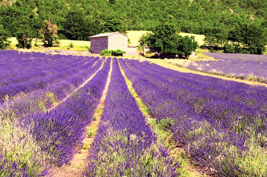 image shows a lavender field in the region of Provence, southern France