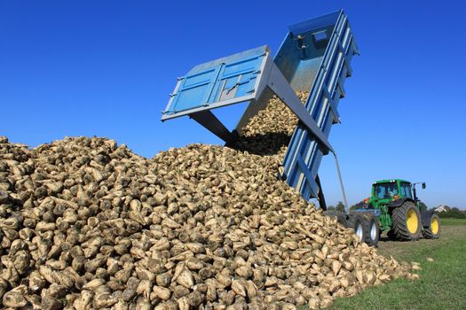 a farmer in a sugar beet field