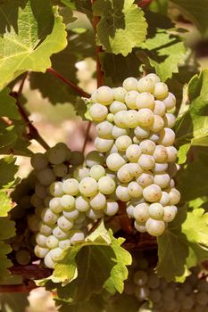 bunches of grapes on vines in a vineyard before harvest