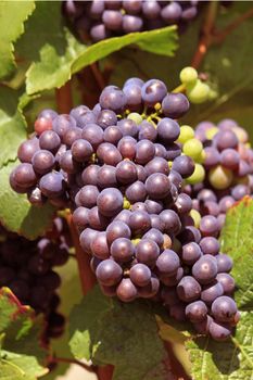 bunches of grapes on vines in a vineyard before harvest