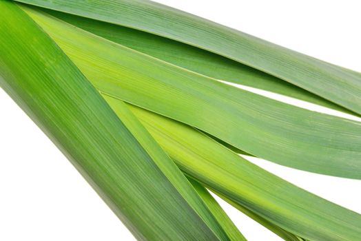 One fresh leek isolated on white background.