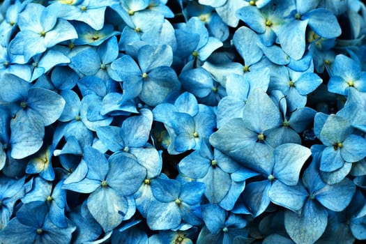 A closeup picture of a blue hydrangea flower.