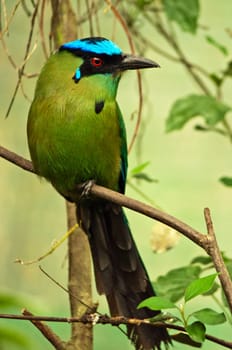 A blue-crowned motmot sitting on a branch.