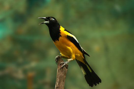 A troupial standing on a post.