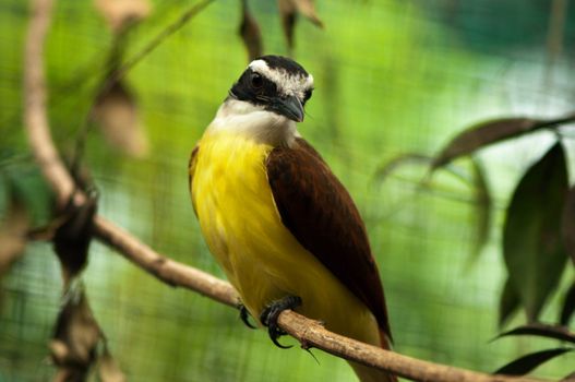 A rusty margined flycatcher sitting on a branch.