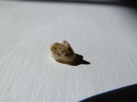 small dog tooth on a white background