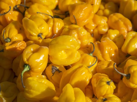 large group with yellowm pepper