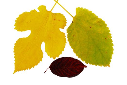 three various colorful autumn  leaves over white background