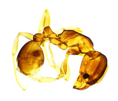 ant under the microscope, background. (Formicidae)
