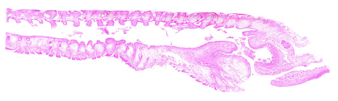 Clam gill under the microscope, background. 
