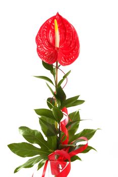 Red anthurium Flamingo Flower  Boy Flower on white 