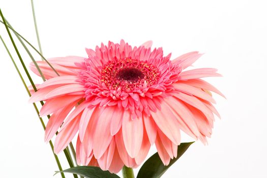 Red flower gerbera african daisy on white background 
