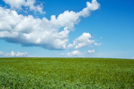 Beautiful summer rural landscape with green field and blue sky
