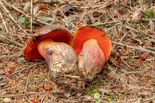 Red Boletus erythropus in summer forrest