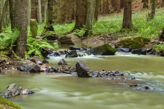 autumn mountain stream in a green forest