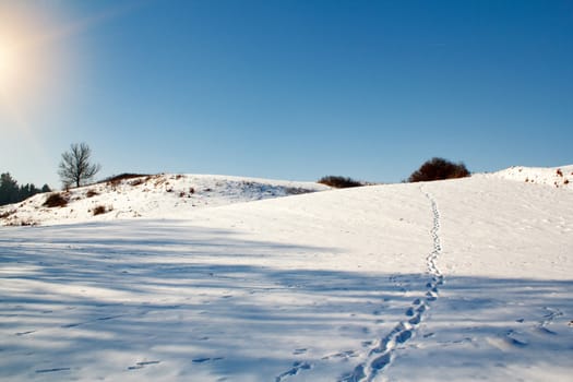 winter scene with snow, sun and blue sky