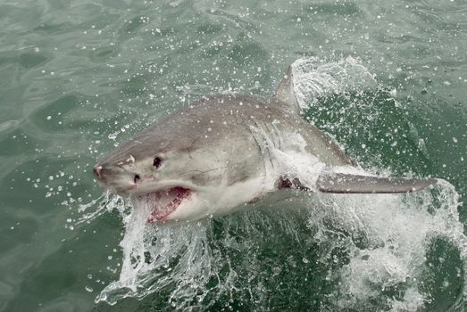 A great white shark (Carcharodon carcharias) breaches out of the water, South Africa