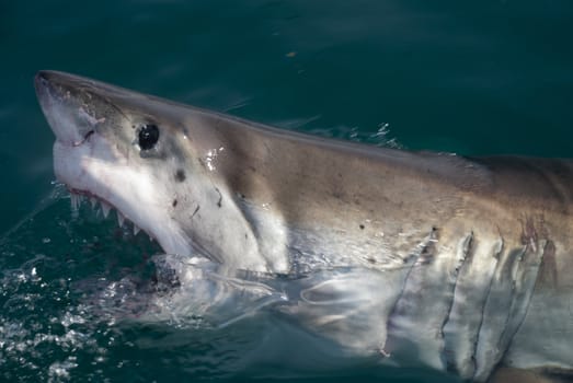Close up of a great white shark with mouth open