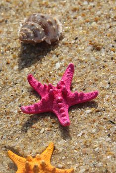 Sea time composition: pink starfish on the beach
