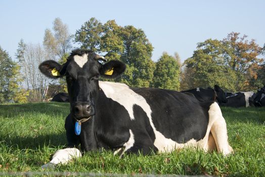 cow in autumn landscape