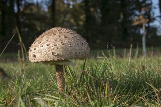 Giant parasol mushroom umbrella - Macrolepiota procera