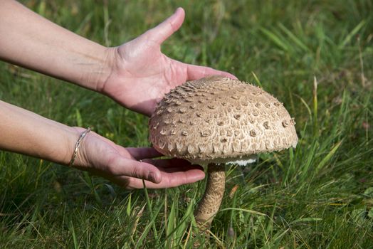 Giant parasol mushroom umbrella - Macrolepiota procera