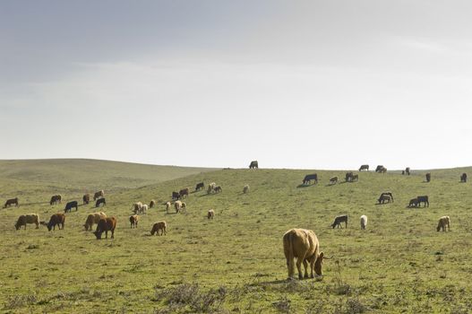 Herd of cows in the fields of Alentejo, Portugal