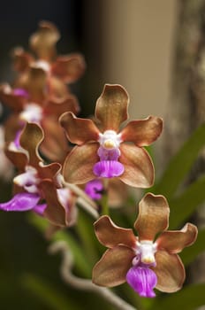 A closeup of a vanda denisoniana orchid.
