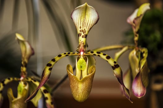 A closeup of a paphiopedilum haynaldianum orchid.