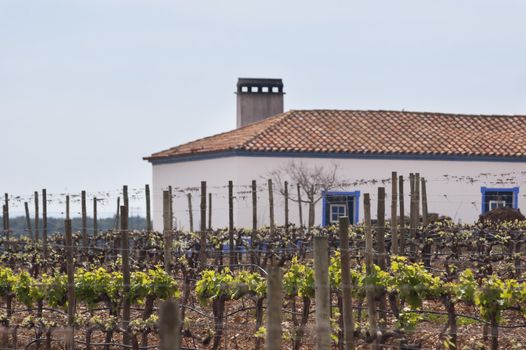 Spring bud break in the vineyards of Borba, Alentejo, Portugal