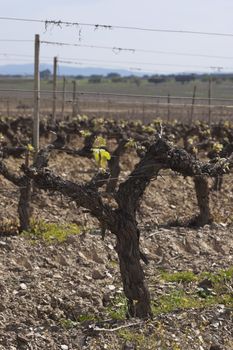 Spring bud break in the vineyards of Borba, Alentejo, Portugal