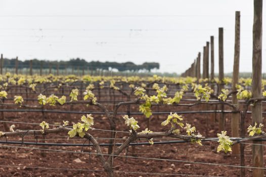 Spring bud break in the vineyards of Borba, Alentejo, Portugal