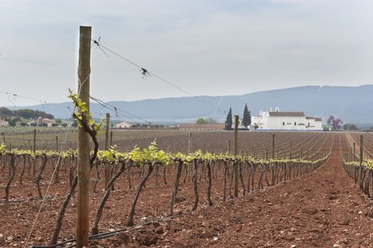 Spring bud break in the vineyards of Borba, Alentejo, Portugal