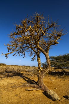 A leafless twisted tree in a barren landscape.