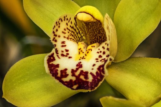 A closeup of a yellow cymbidium orchid.