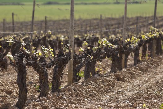 Spring bud break in the vineyards of Borba, Alentejo, Portugal