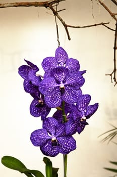 A vanda pakchong blue orchid.