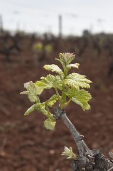 Spring bud break in the vineyards of Borba, Alentejo, Portugal