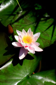 Closeup of pink water lily on green leaves surface