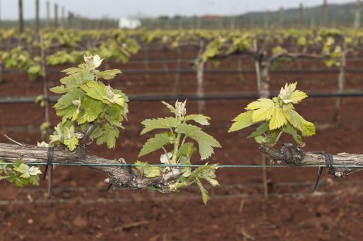 Spring bud break in the vineyards of Borba, Alentejo, Portugal