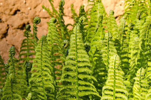spring ferns group  near old clay barn wall