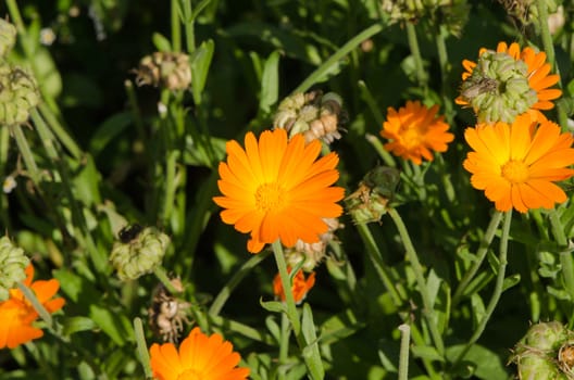 Herb marigold calendula officinalis orange flower bloom used in folk medicine