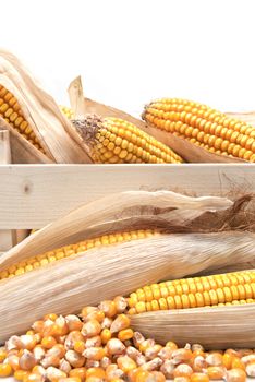 Wooden crate full of corn ears isolated on a white background