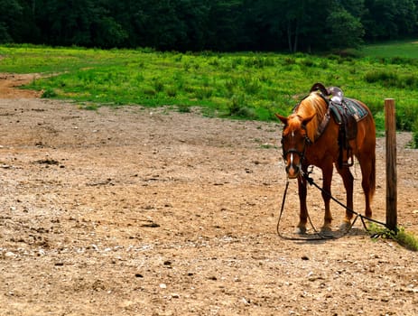 Horse background