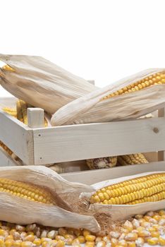 Wooden crate full of corn ears isolated on a white background