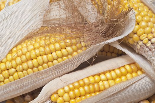 Closeup from some dried corn ears showing the kernels with good detail