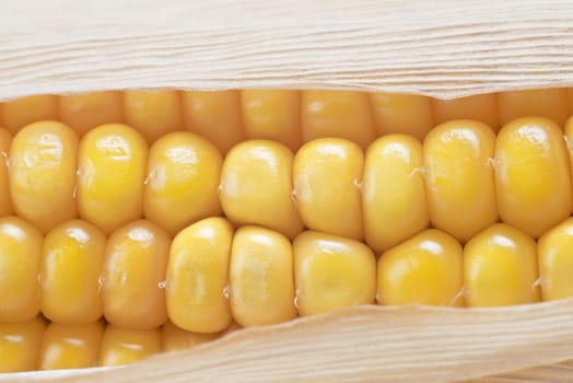 Closeup from some dried corn ears showing the kernels with good detail