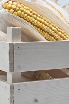 Wooden crate full of corn ears isolated on a white background