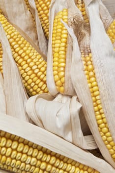 Dry corn ears isolated over a white background
