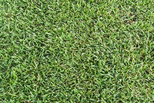 Green grass golf club for the background.